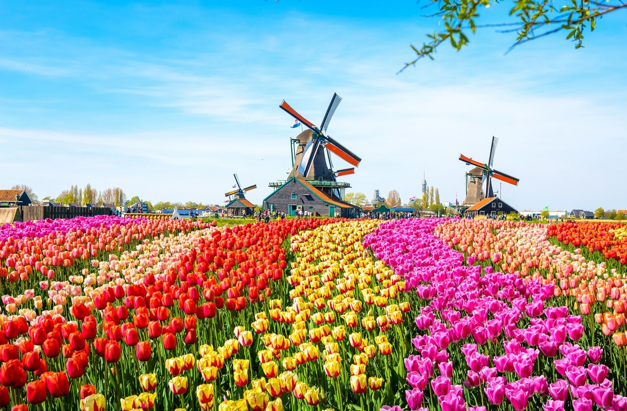 Gele tulpenvelden in Nederland